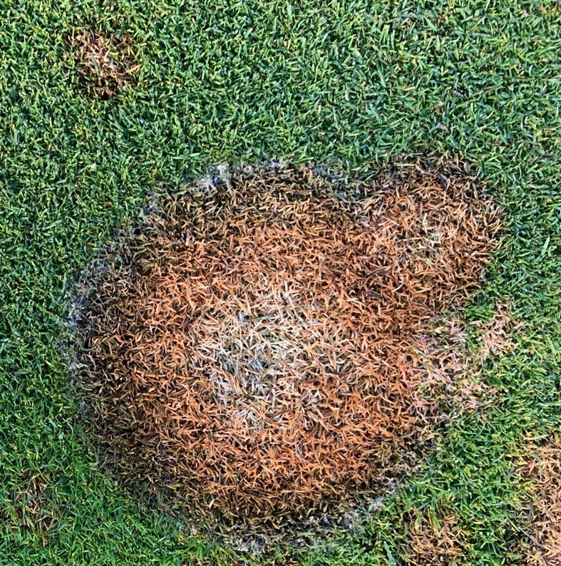 Michrodochium spot