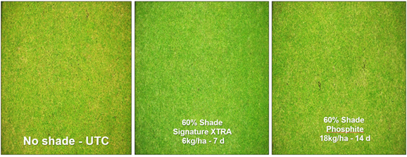 Stressgard use in shade