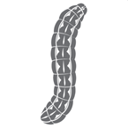 lawn army worm