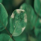 powdery mildew