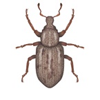 argentine stem weevil