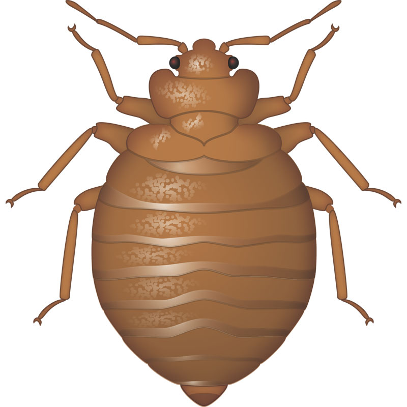 Chemical Treatment for Bed Bugs