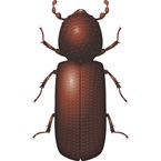 Lesser Grain Borer