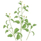 Picao branco