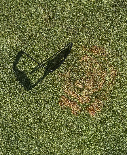 circular patches of wilted chlorotic turf