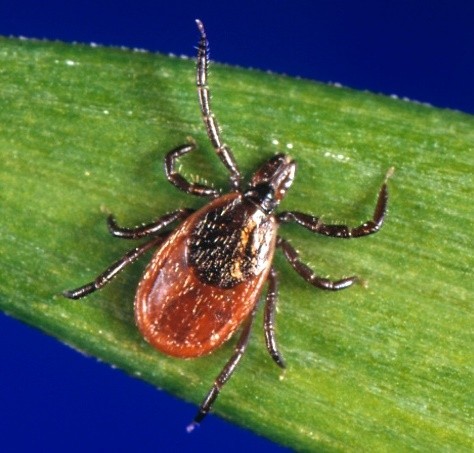 tick resting on a green plant
