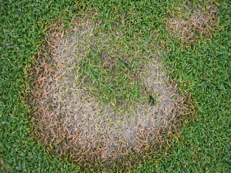 snow mould