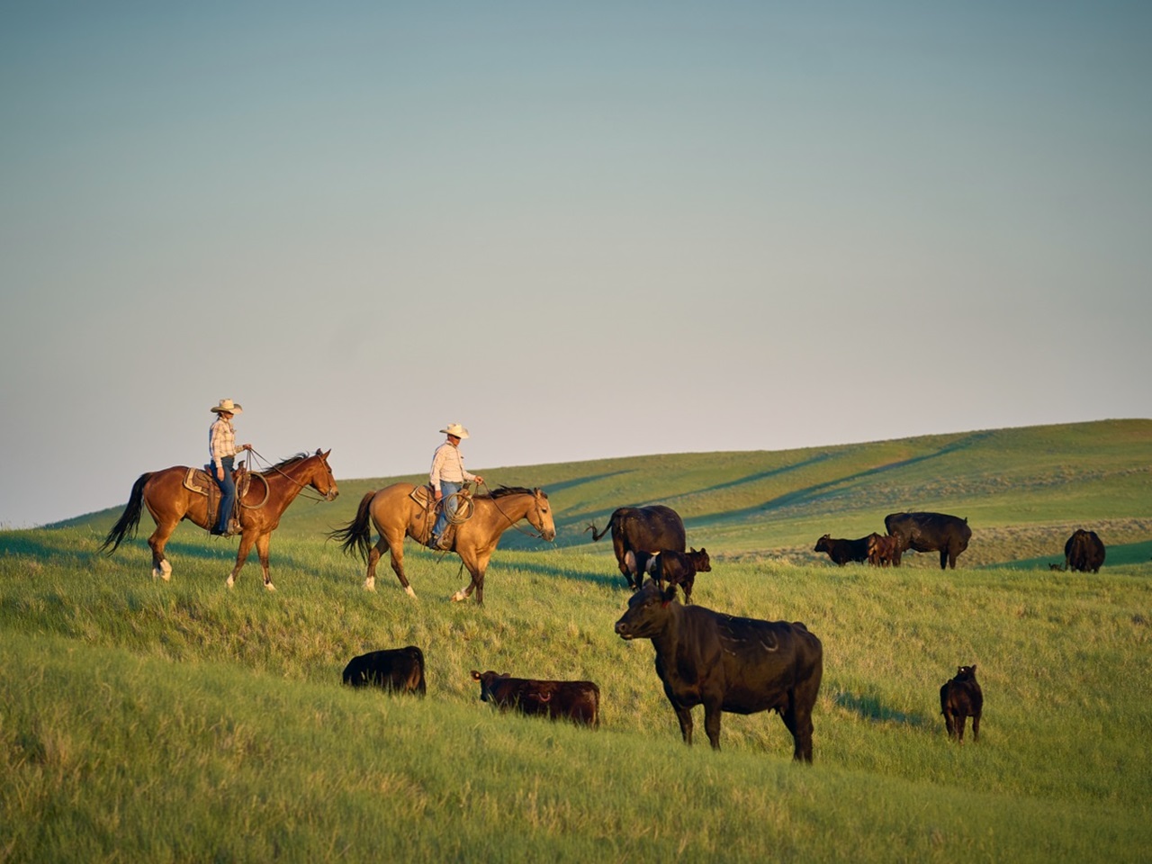 two people hiding horses through green cow pasture