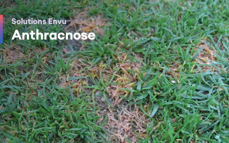Solutions Envu – Anthracnose
