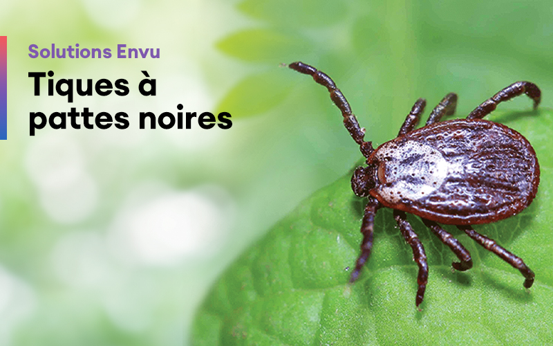 Tiques à pattes noires