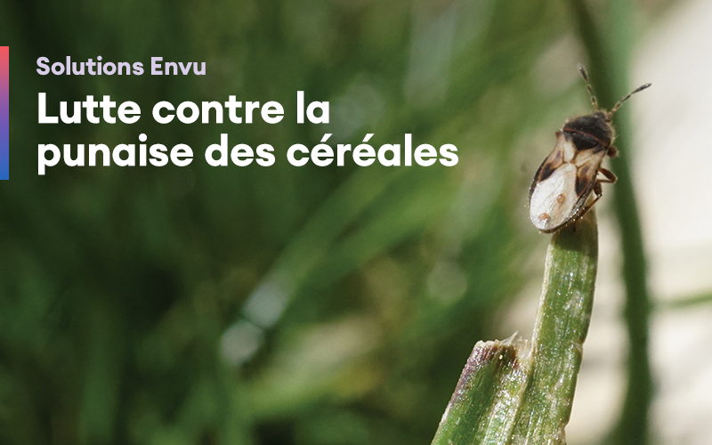 Solutions Envu – Lutte contre la punaise des céréales