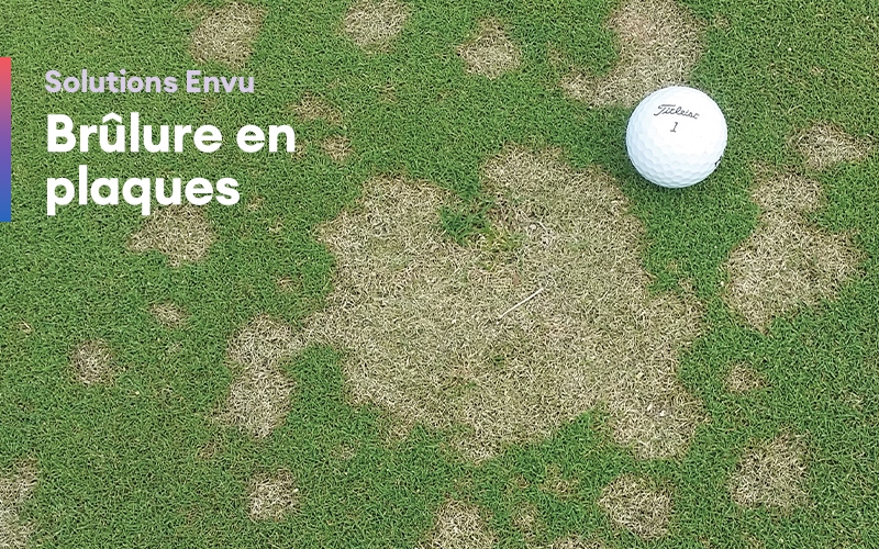Solutions Envu – Brûlure en plaques 