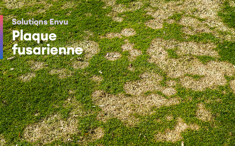 Solutions Envu – Plaque fusarienne