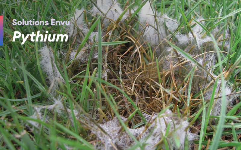 Solutions Envu – Pythium