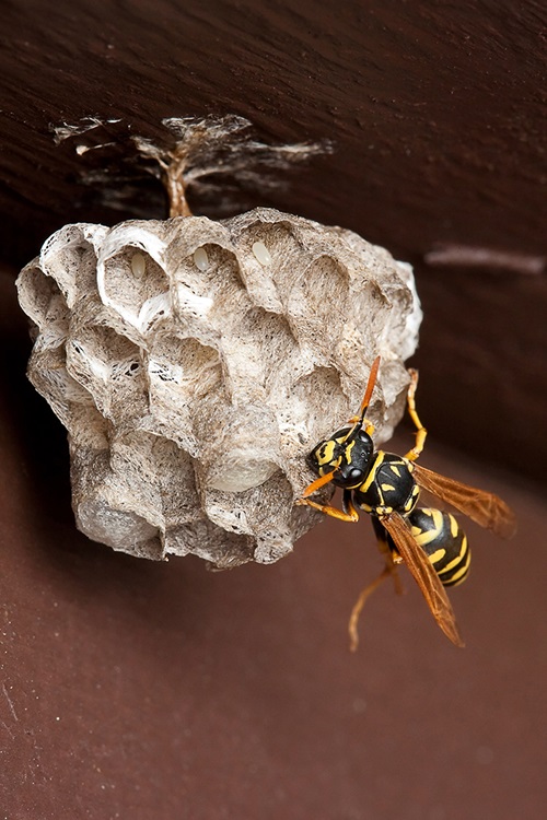 Wasp