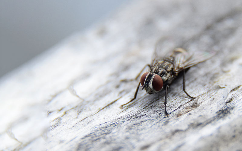 fly resting on grey wood