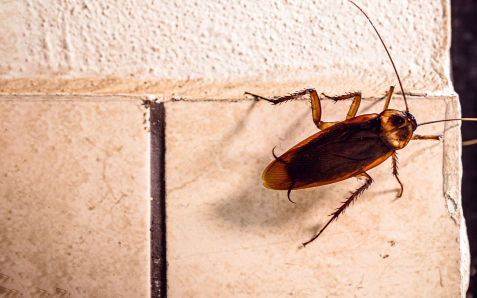 roach on tile wall
