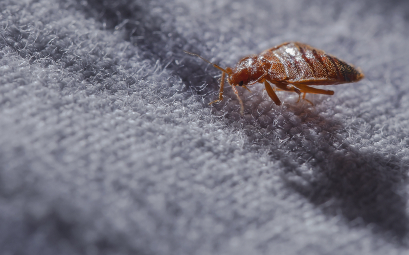 bed bug