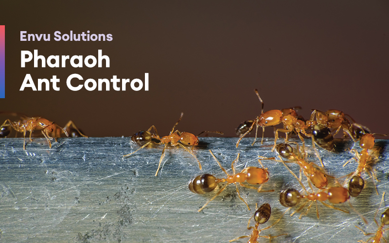 Brood of Pharaoh ants in the home