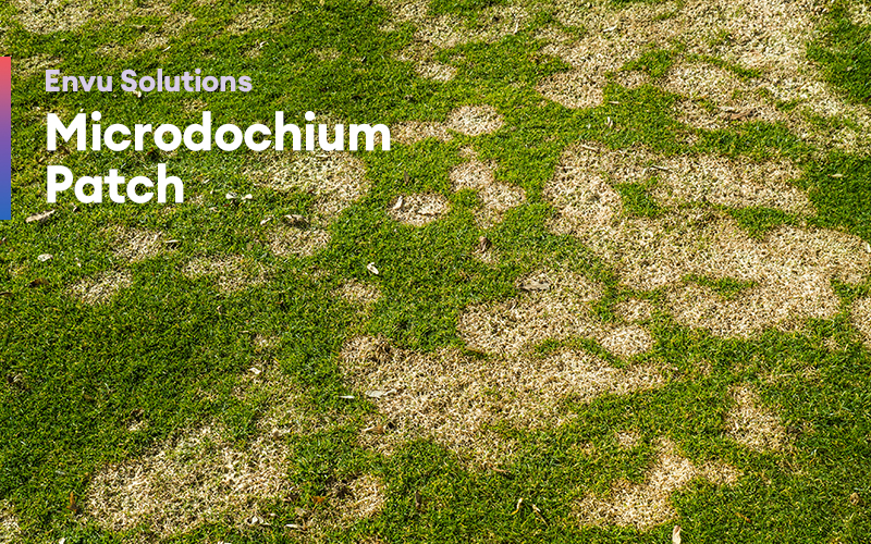 Chinch Bug Management 