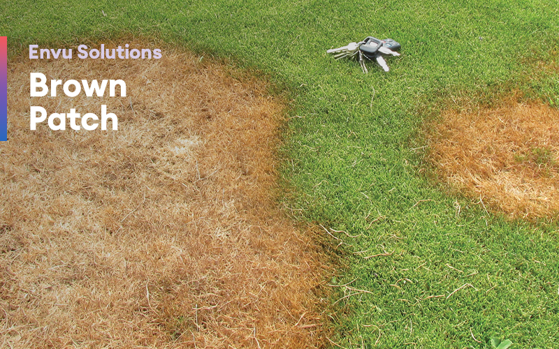 Envu Solutions – Brown Patch 