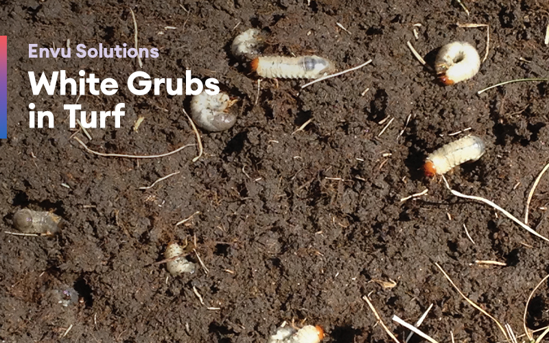 White Grub in Turf hero image