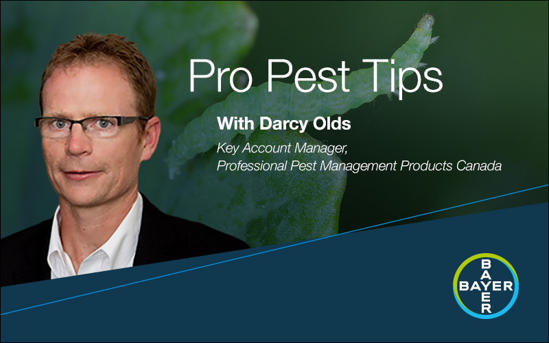 Darcy Olds Pro Tips