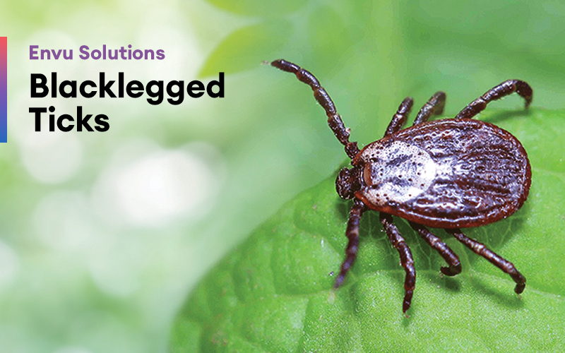 Envu Solutions Blacklegged Ticks