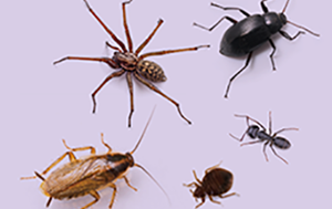 Pest Management Resource overview