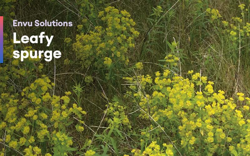 Envu Solutions – Leafy spurge