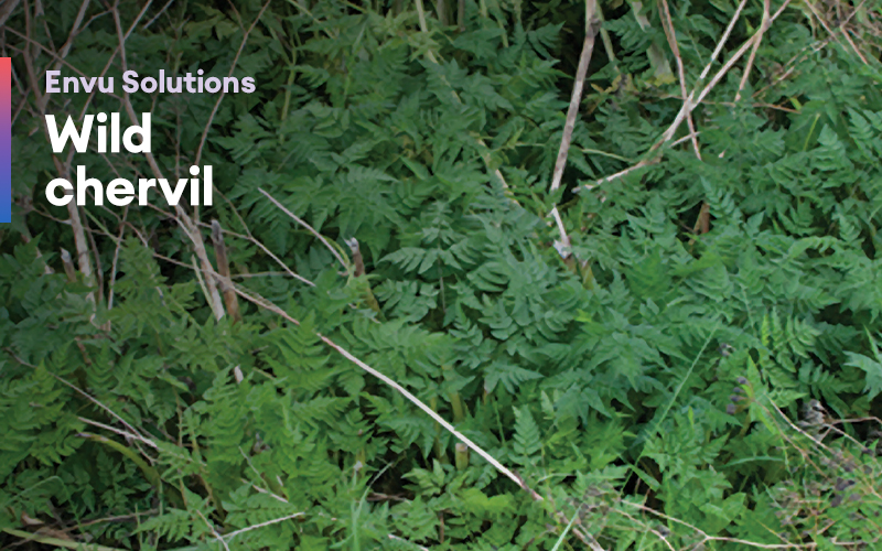 Envu Solutions – Wild chervil