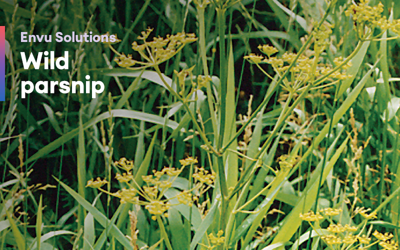 Envu Solutions Wild parsnip