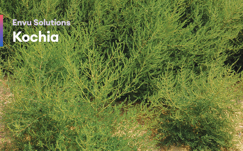 Envu Solutions Kochia