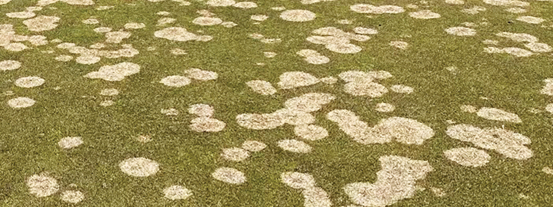snow mould grass