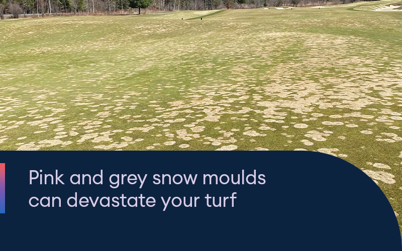 Pink and grey snow moulds can devasate your turf