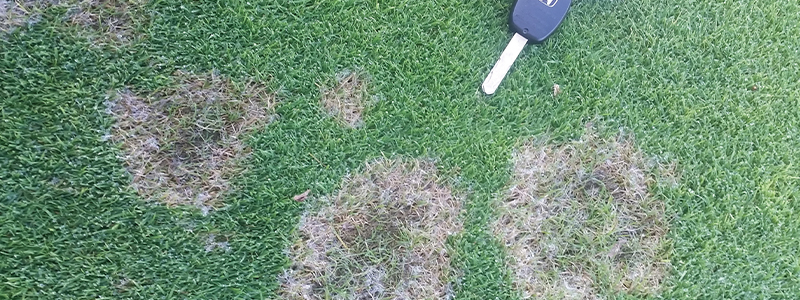 dollar spot damage on turf grass with golf ball shown for size comparison