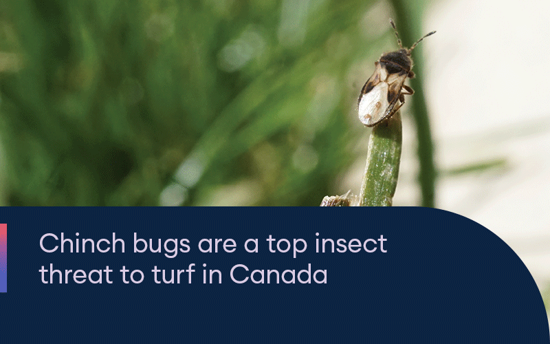 Chinch bugs are a top insect to turf in Canada