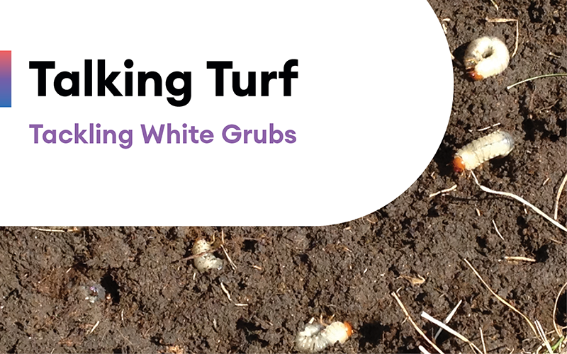 Talking Turf Tackling White Grubs