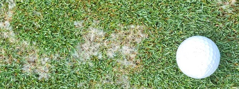 Dollar Spot is identified by small