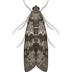 Mediterranean Flour Moth