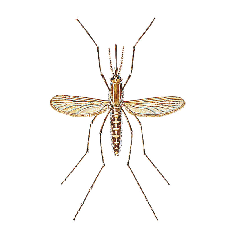 mosquito - Bayer - Pest Control