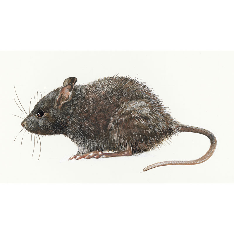 rodent - rat - Bayer - pest control