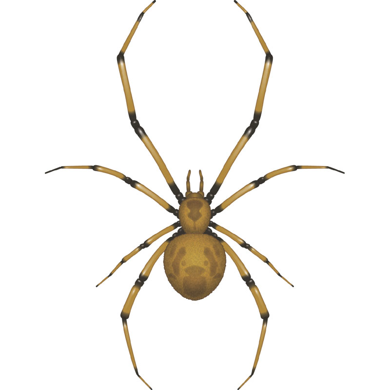 spider control - Bayer