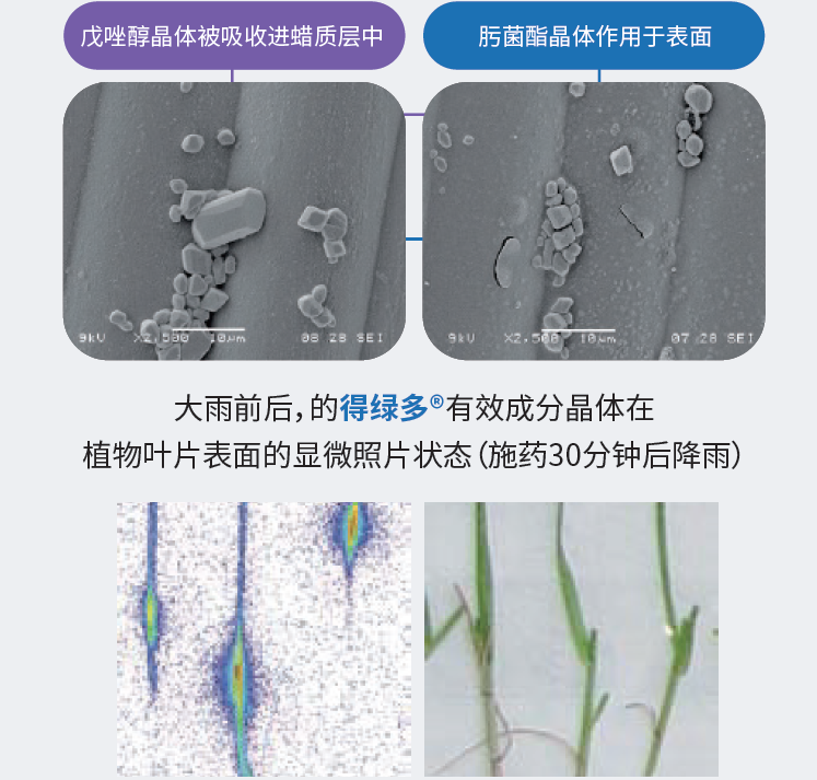 Dedicate product description