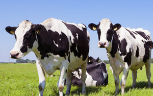 Farm home page