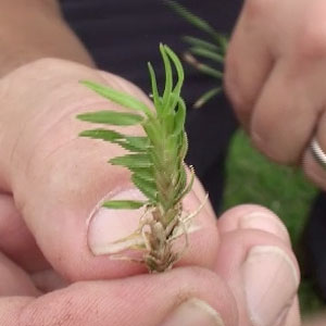 Mites in couch grass