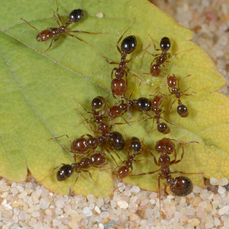 Ants - Solenopsis invicta - Pest Control - bayer