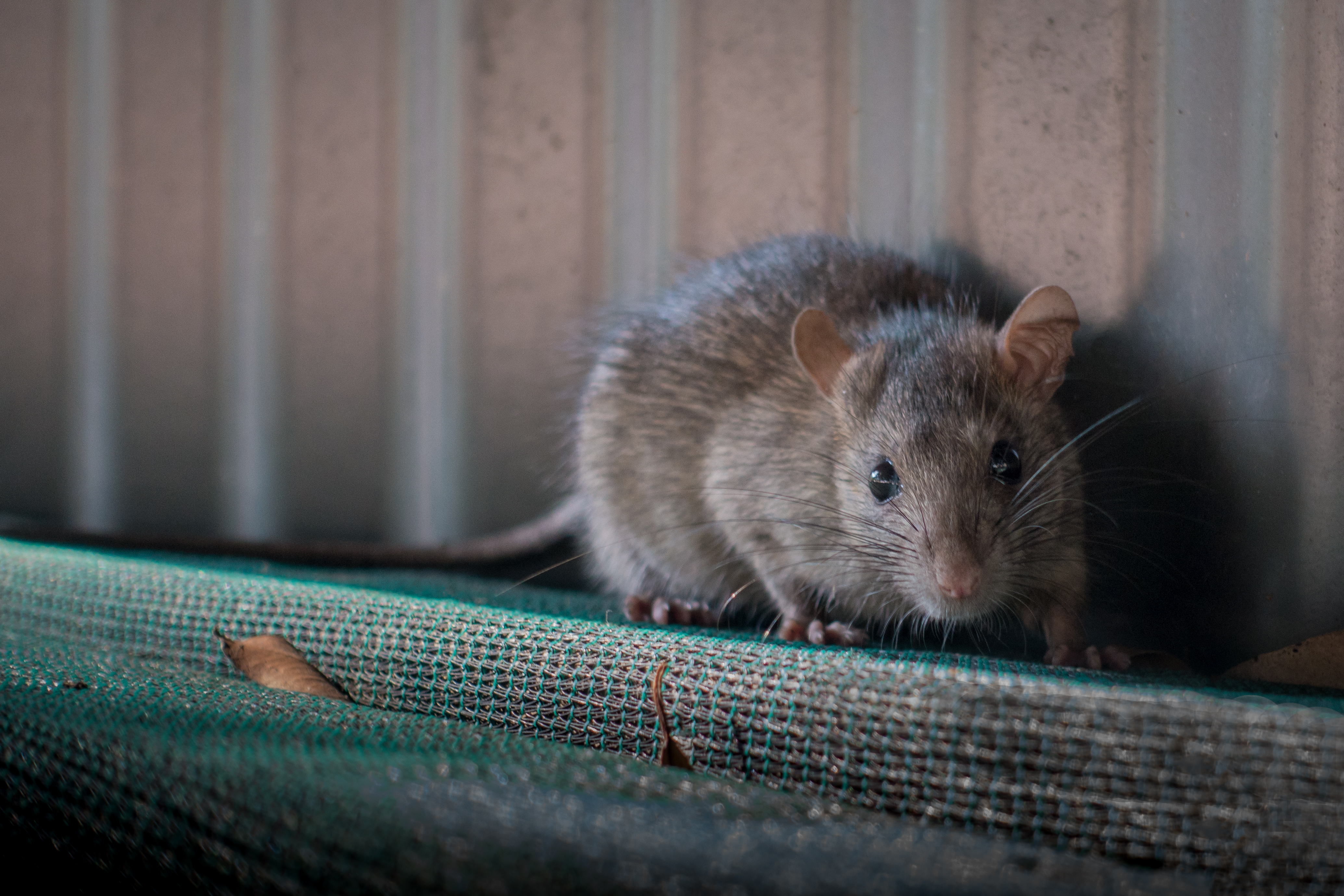 Foto af rotte uden for bygning
