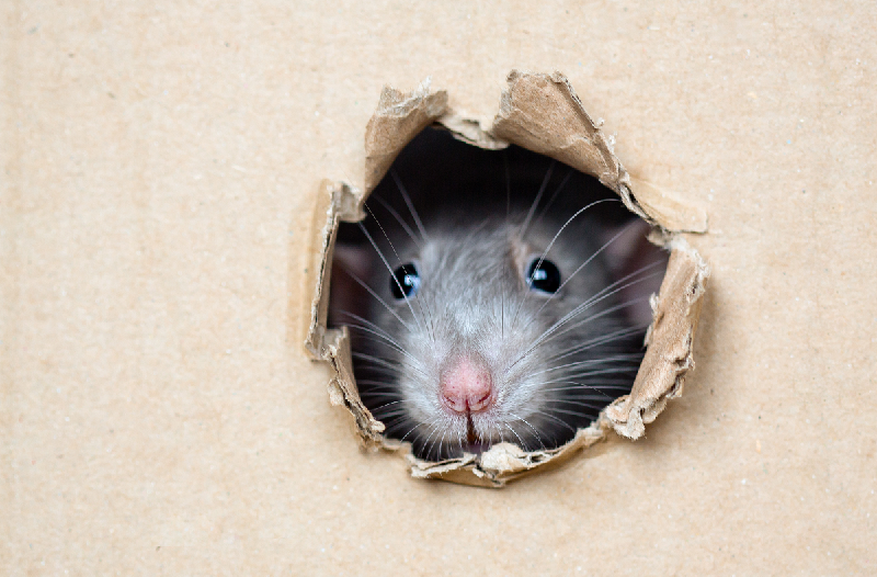 Rat peeping out of a hole in a cardboard box