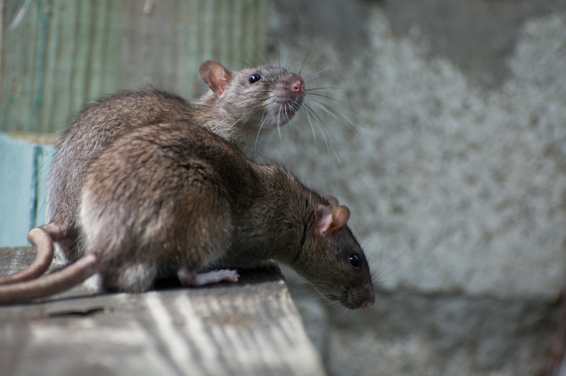 To brune rotter på bræt